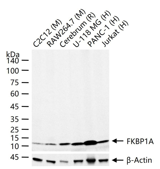 FKBP12 Antibody in Western Blot (WB)