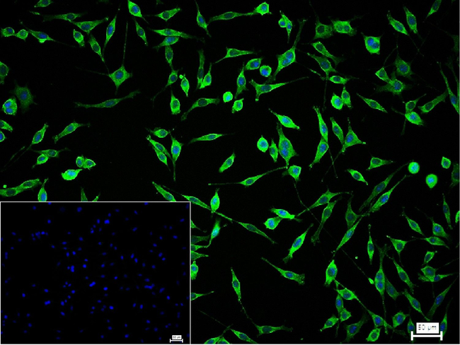 PRDX6 Antibody in Immunocytochemistry (ICC/IF)