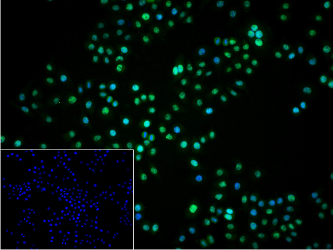 PRMT1 Antibody in Immunocytochemistry (ICC/IF)