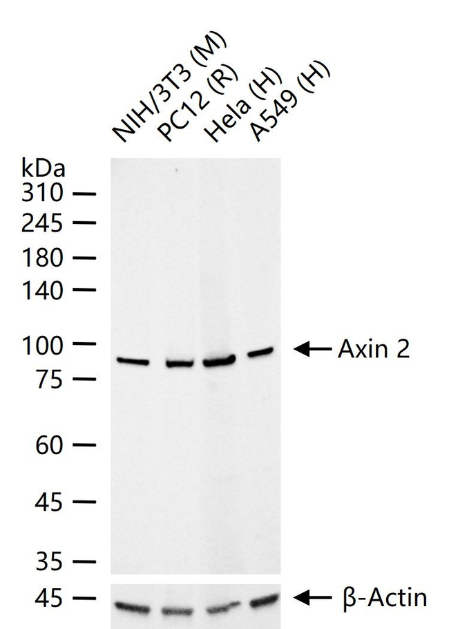 AXIN2 Antibody in Western Blot (WB)