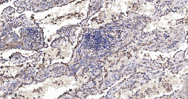 ERp57 Antibody in Immunohistochemistry (Paraffin) (IHC (P))