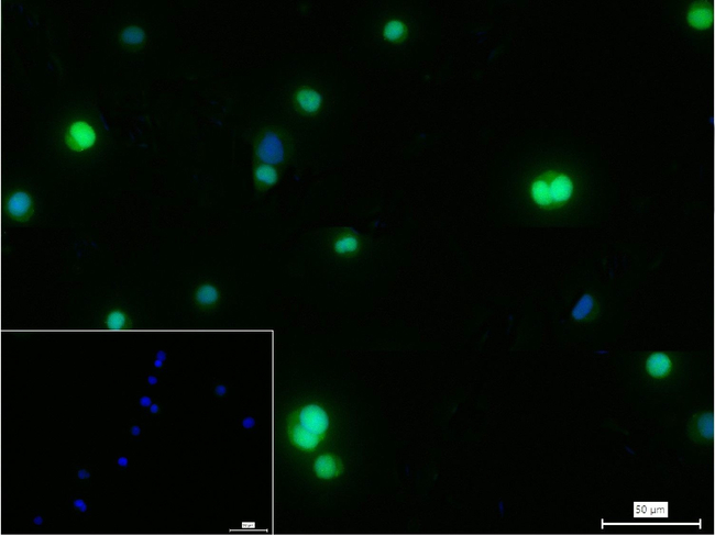 XRCC1 Antibody in Immunocytochemistry (ICC/IF)