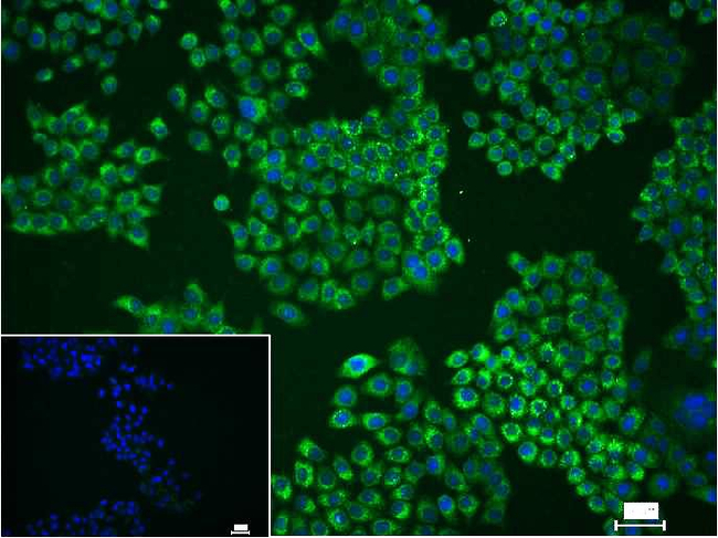 MUC5AC Antibody in Immunocytochemistry (ICC/IF)