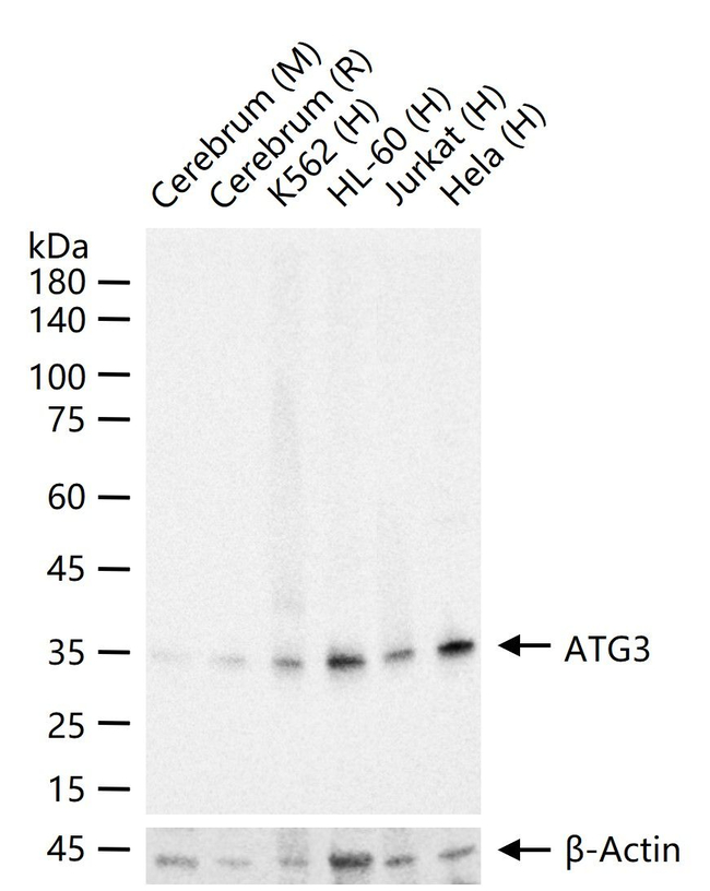 ATG3 Antibody in Western Blot (WB)