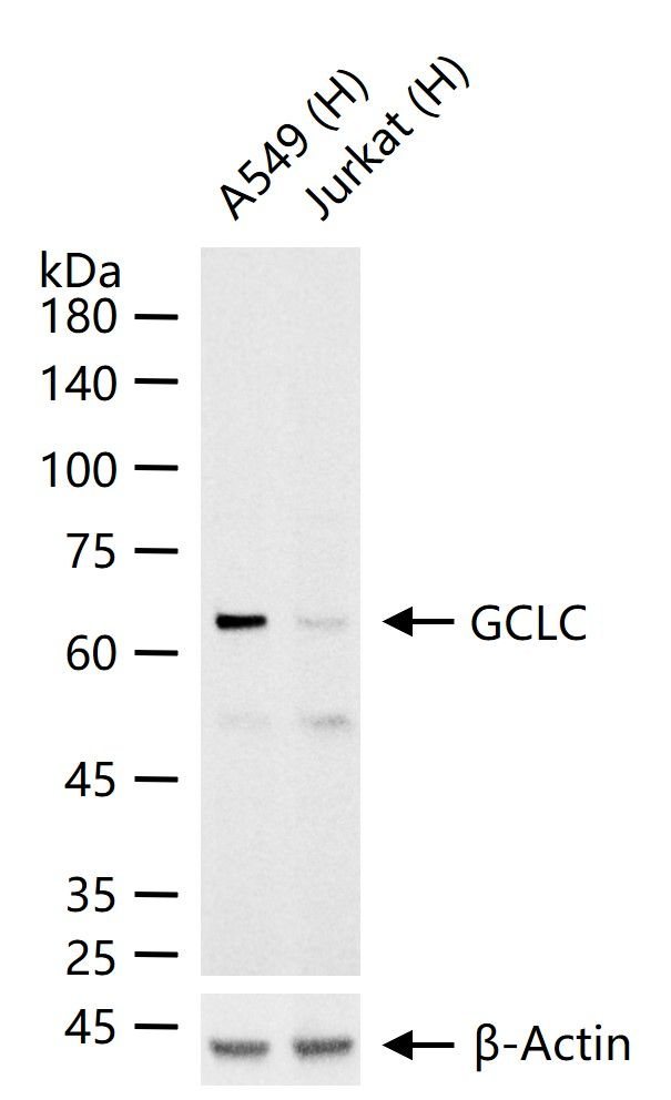 GCLC Antibody in Western Blot (WB)