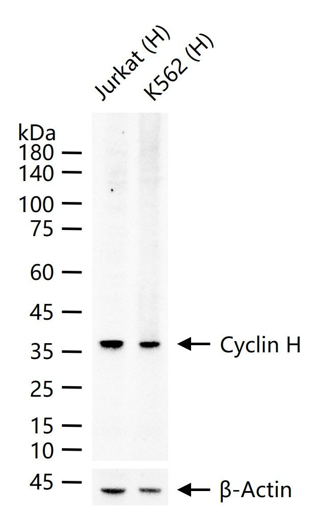 Cyclin H Antibody in Western Blot (WB)