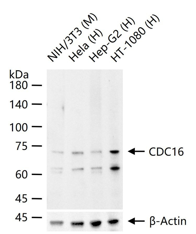 APC6 Antibody in Western Blot (WB)