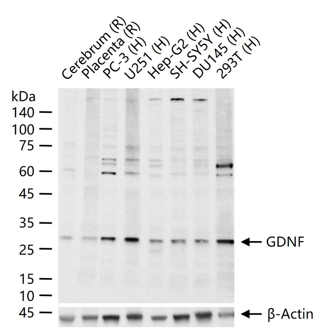 GDNF Antibody in Western Blot (WB)