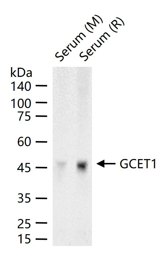 SERPINA9 Antibody in Western Blot (WB)