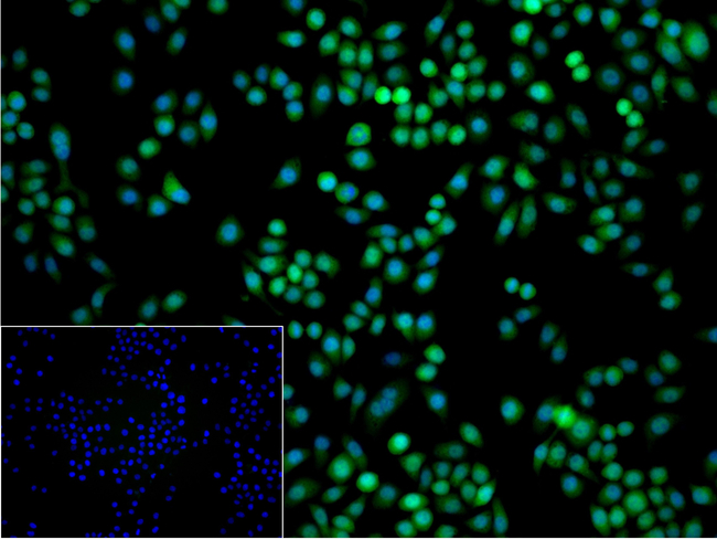 DROSHA Antibody in Immunocytochemistry (ICC/IF)