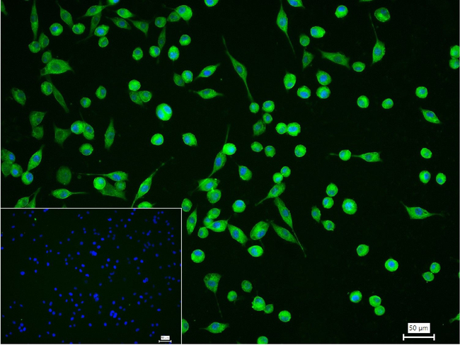 Calpain 1 Antibody in Immunocytochemistry (ICC/IF)