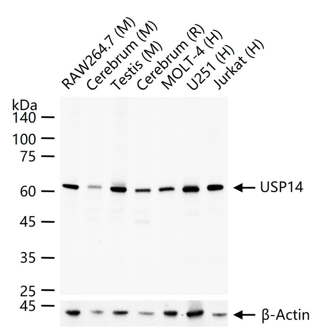 USP14 Antibody in Western Blot (WB)