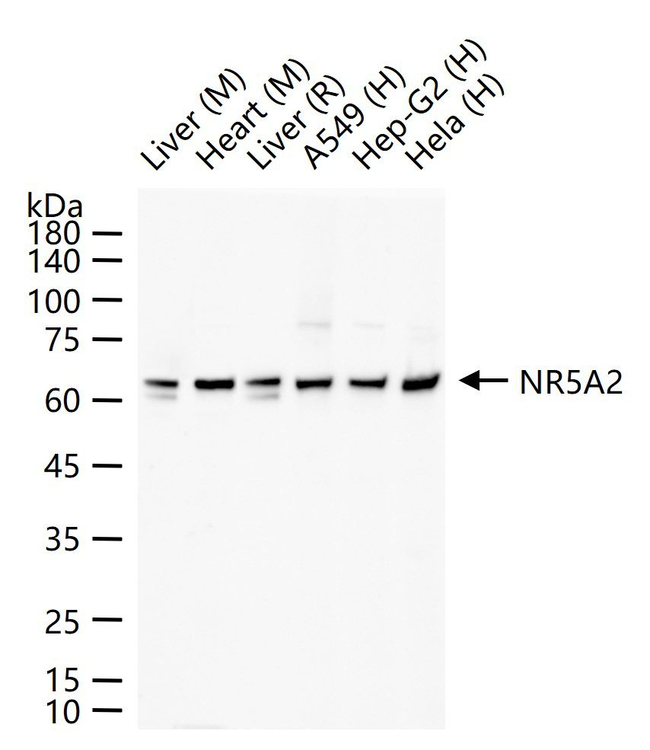 NR5A2 Antibody in Western Blot (WB)