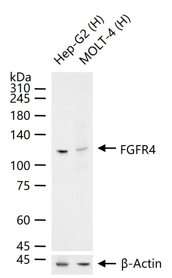 FGFR4 Antibody in Western Blot (WB)