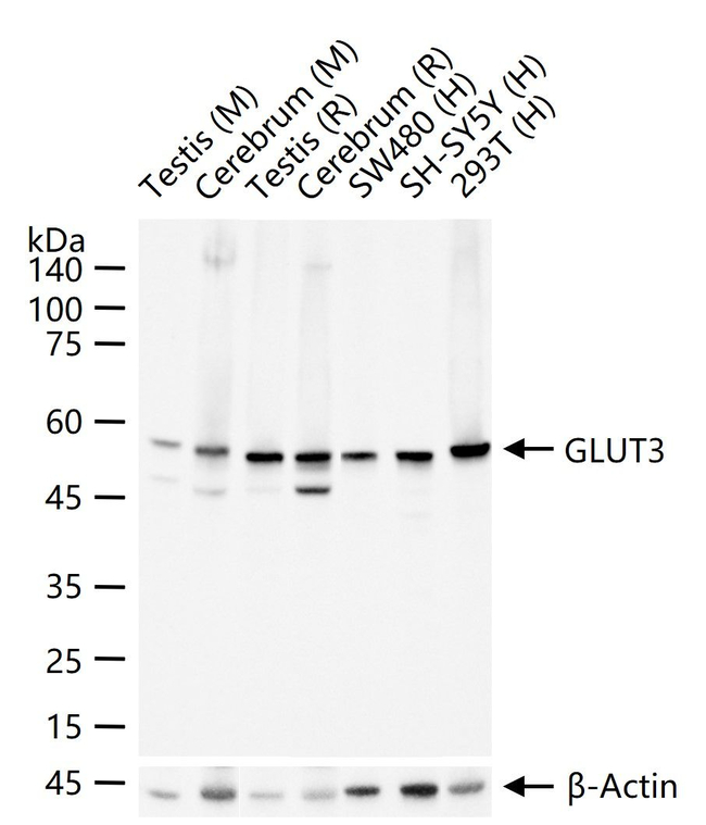 GLUT3 Antibody in Western Blot (WB)