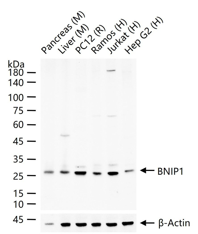 BNIP1 Antibody in Western Blot (WB)