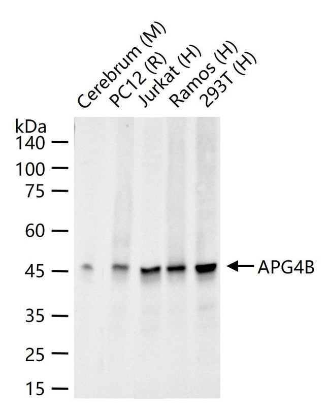 ATG4B Antibody in Western Blot (WB)