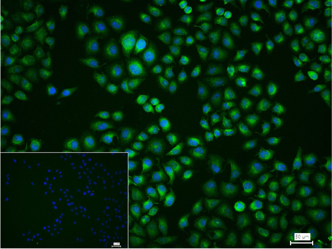 ATG4C Antibody in Immunocytochemistry (ICC/IF)