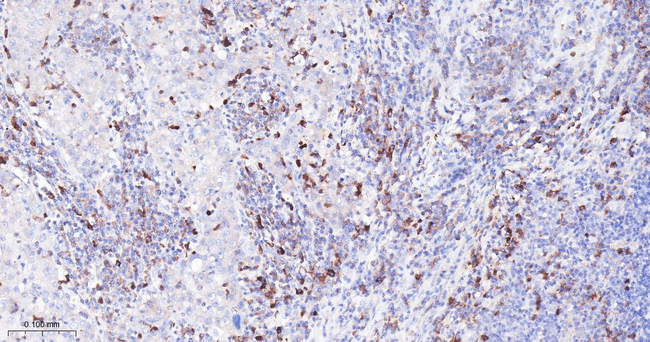 cIAP1 Antibody in Immunohistochemistry (Paraffin) (IHC (P))