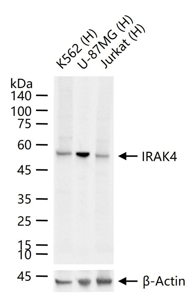 IRAK4 Antibody in Western Blot (WB)