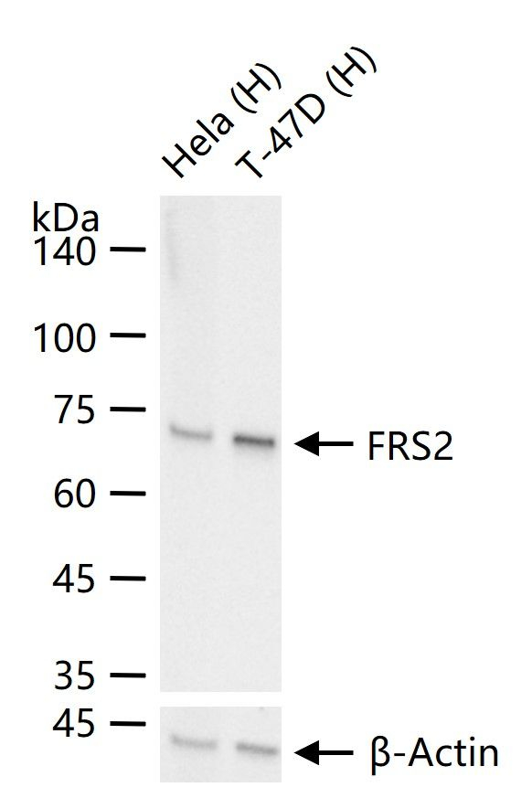 FRS2 Antibody in Western Blot (WB)