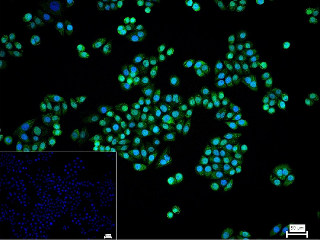 C/EBP beta Antibody in Immunocytochemistry (ICC/IF)