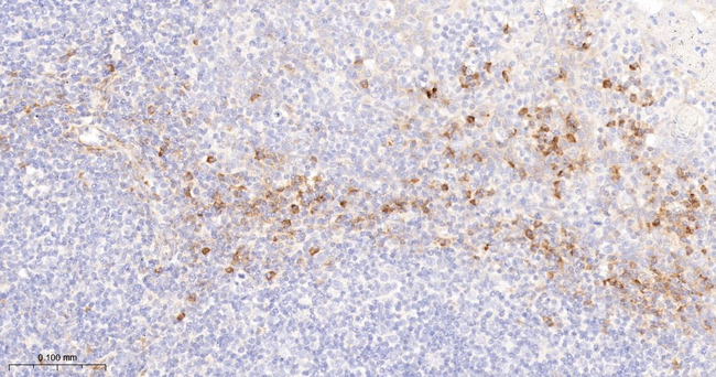 ITK Antibody in Immunohistochemistry (Paraffin) (IHC (P))