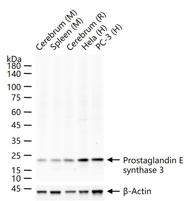 p23 Antibody in Western Blot (WB)