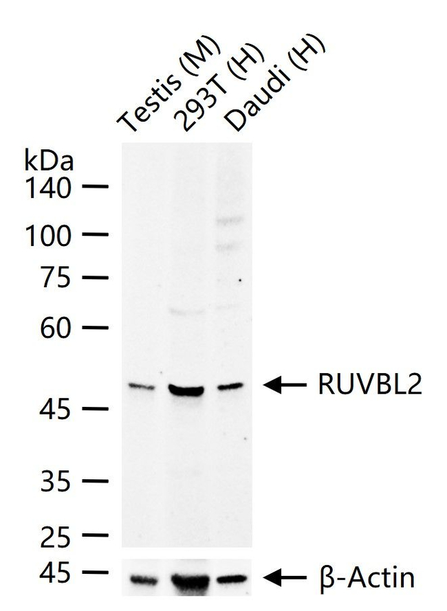 RUVBL2 Antibody in Western Blot (WB)