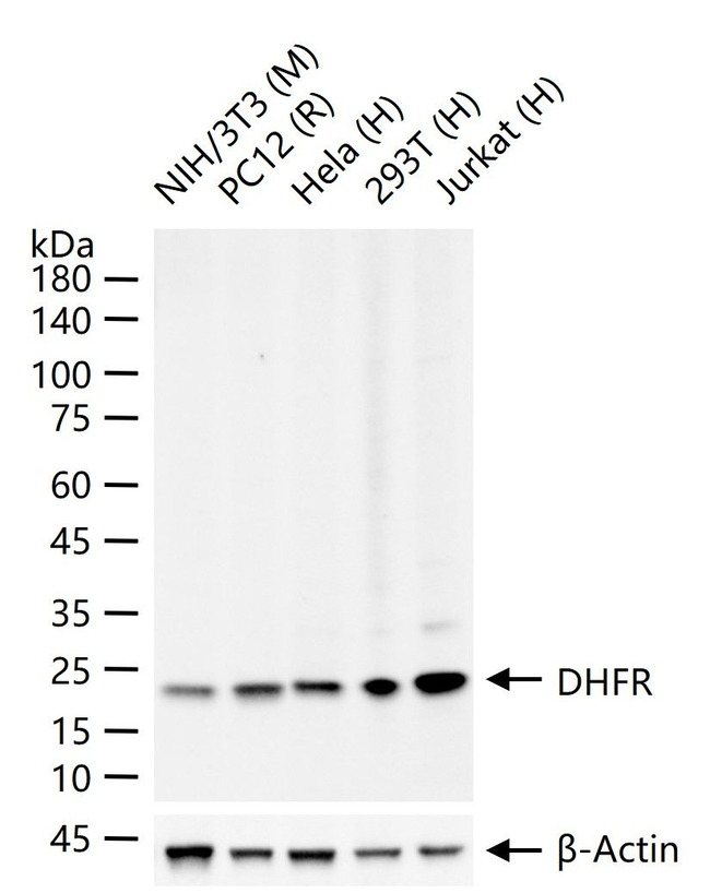 DHFR Antibody in Western Blot (WB)