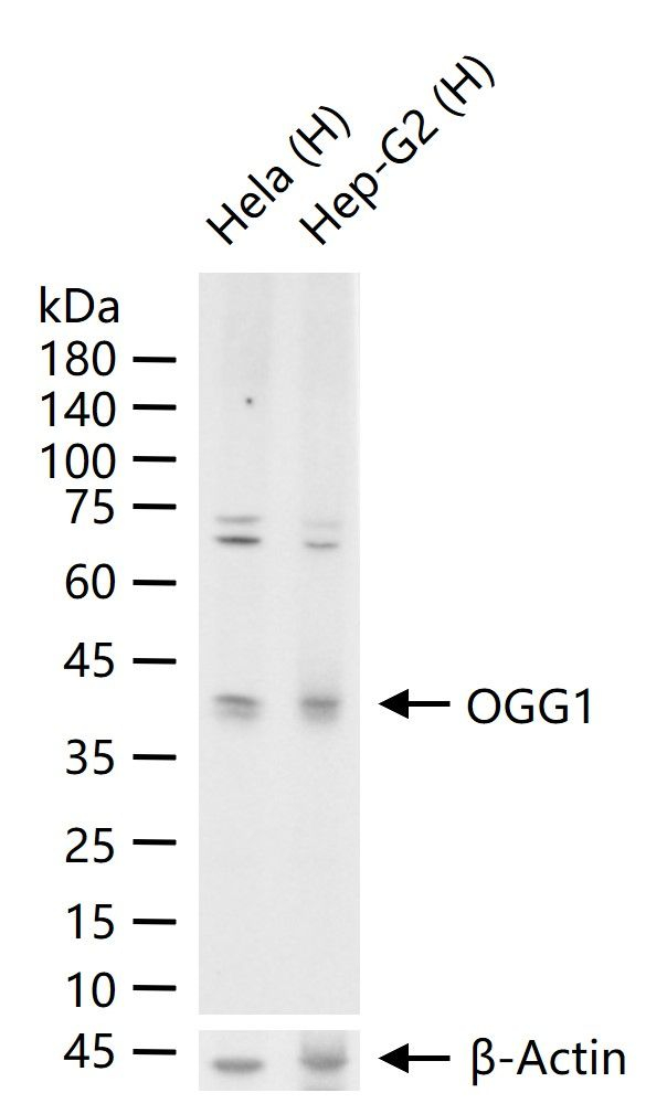 OGG1 Antibody in Western Blot (WB)