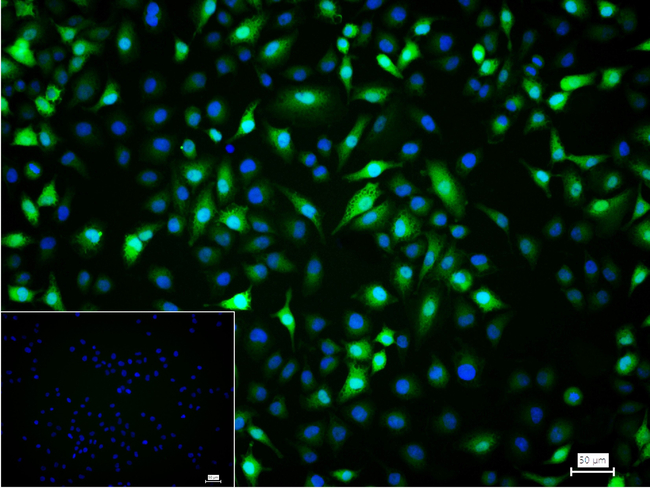TrxR1 Antibody in Immunocytochemistry (ICC/IF)