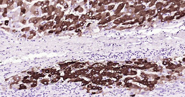 CYP3A4 Antibody in Immunohistochemistry (Paraffin) (IHC (P))