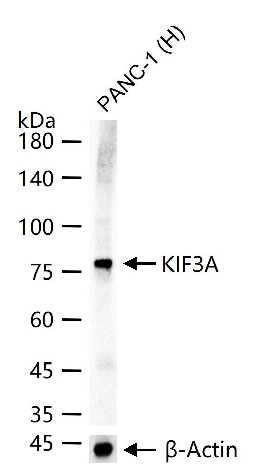 KIF3A Antibody in Western Blot (WB)