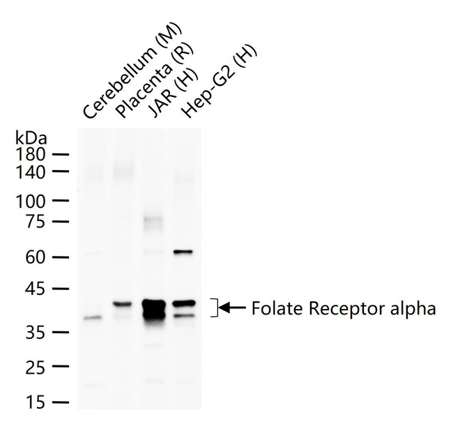 Folate Receptor alpha Antibody in Western Blot (WB)