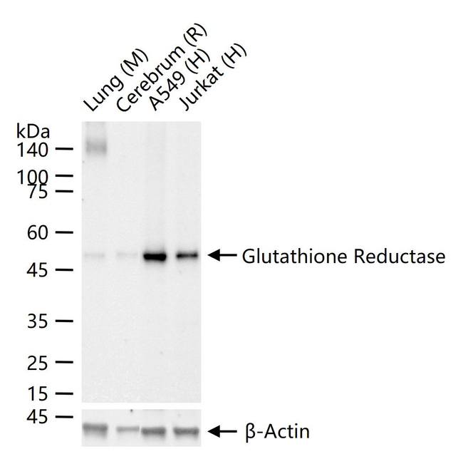 GSR Antibody in Western Blot (WB)