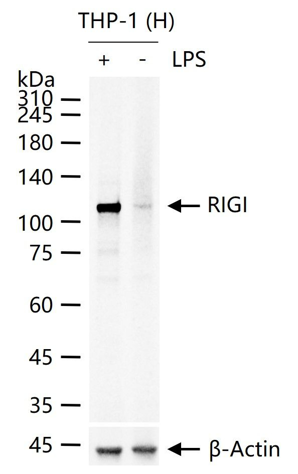 RIG-I Antibody in Western Blot (WB)