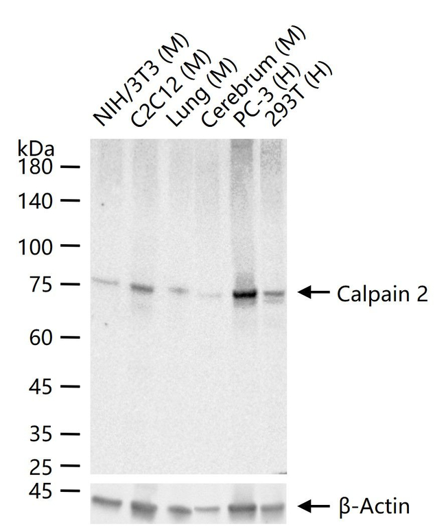 Calpain 2 Antibody in Western Blot (WB)