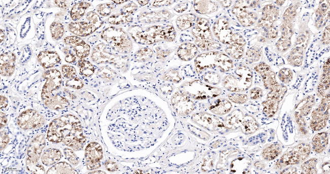 alpha-1 Microglobulin Antibody in Immunohistochemistry (Paraffin) (IHC (P))