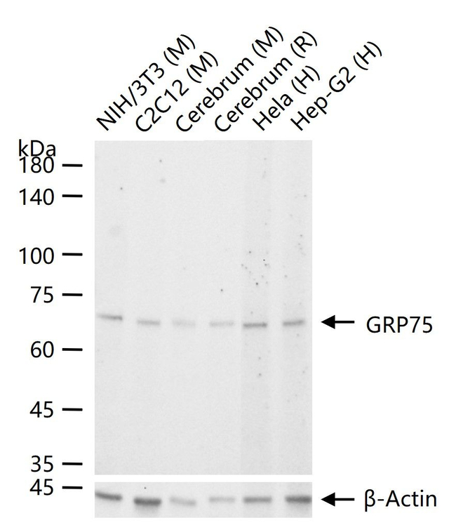 HSPA9 Antibody in Western Blot (WB)