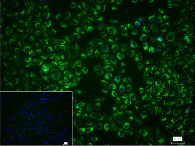 PRDX3 Antibody in Immunocytochemistry (ICC/IF)