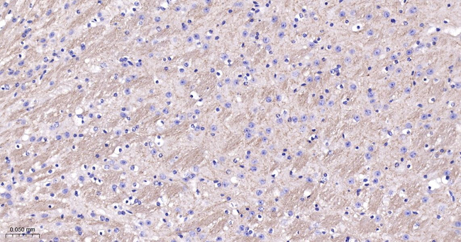 CNTNAP1 Antibody in Immunohistochemistry (Paraffin) (IHC (P))