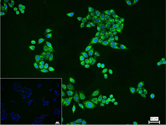 IDH2 Antibody in Immunocytochemistry (ICC/IF)