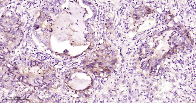 CD55 Antibody in Immunohistochemistry (Paraffin) (IHC (P))
