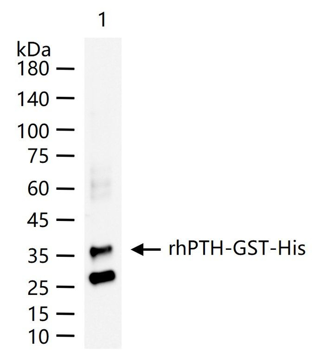 PTH Antibody in Western Blot (WB)
