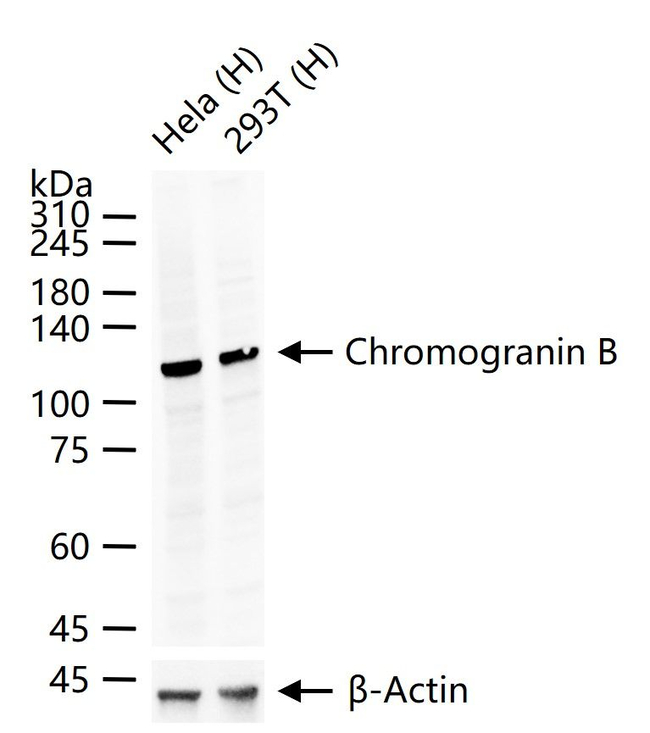 Chromogranin B Antibody in Western Blot (WB)