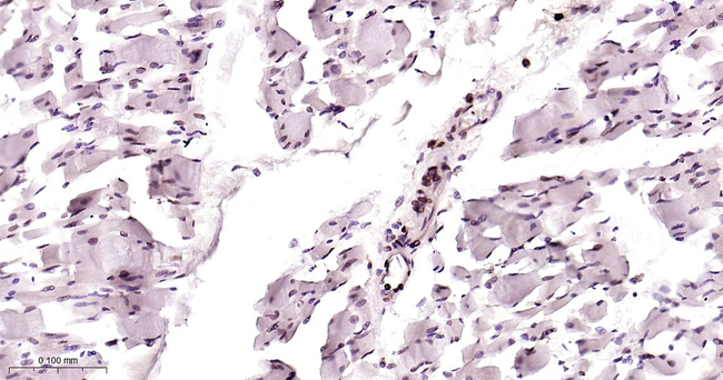 Emerin Antibody in Immunohistochemistry (Paraffin) (IHC (P))