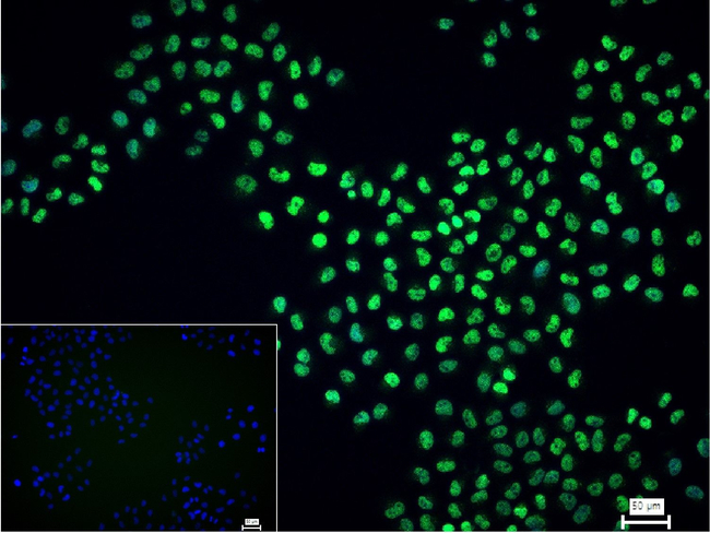 HP1 gamma Antibody in Immunocytochemistry (ICC/IF)