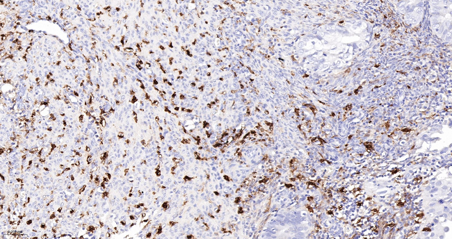 Factor XIII A Antibody in Immunohistochemistry (Paraffin) (IHC (P))
