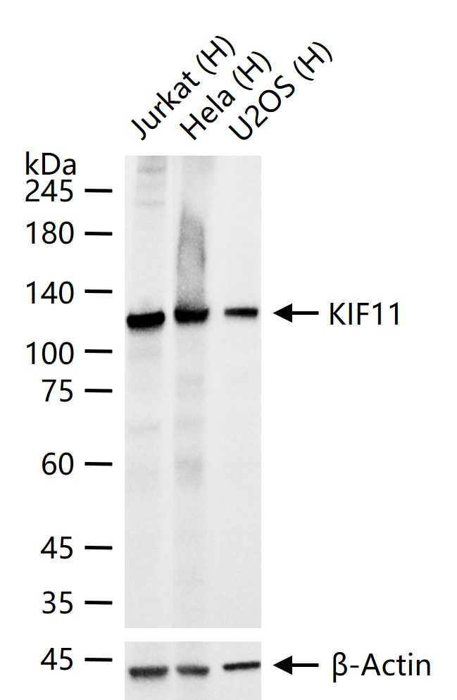 KIF11 Antibody in Western Blot (WB)